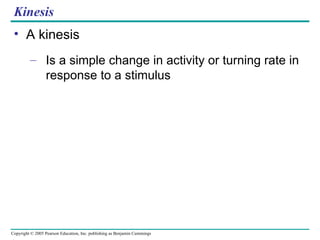 Kinesis A kinesis Is a simple change in activity or turning rate in response to a stimulus 