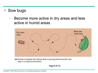Sow bugs Become more active in dry areas and less active in humid areas Figure 51.7a Dry open area Moist site under leaf (a)  Kinesis increases the chance that a sow bug will encounter and stay in a moist environment. 