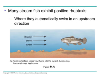 Many stream fish exhibit positive rheotaxis Where they automatically swim in an upstream direction Figure 51.7b Direction of river current (b)  Positive rheotaxis keeps trout facing into the current, the direction from which most food comes. 