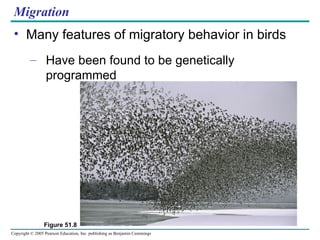 Migration Many features of migratory behavior in birds Have been found to be genetically programmed Figure 51.8 