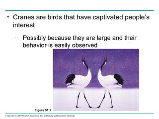 Cranes are birds that have captivated people’s interest Possibly because they are large and their behavior is easily observed Figure 51.1 