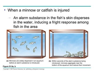 When a minnow or catfish is injured An alarm substance in the fish’s skin disperses in the water, inducing a fright response among fish in the area Figure 51.9a, b (a)   Minnows are widely dispersed in an aquarium   before an alarm substance is introduced. (b)  Within seconds of the alarm substance being introduced, minnows aggregate near the bottom of the aquarium and reduce their movement. 