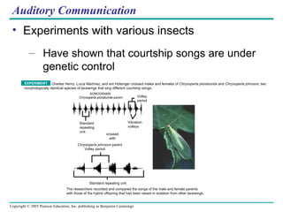 Auditory Communication Experiments with various insects Have shown that courtship songs are under genetic control Charles Henry, Lucía Martínez, and ent Holsinger crossed males and females of  Chrysoperla plorabunda  and  Chrysoperla johnsoni,  two morphologically identical species of lacewings that sing different courtship songs.  EXPERIMENT SONOGRAMS   Chrysoperla plorabunda  parent Vibration volleys Standard repeating unit Chrysoperla johnsoni  parent   Volley period crossed with Standard repeating unit The researchers recorded and compared the songs of the male and female parents with those of the hybrid offspring that had been raised in isolation from other lacewings.  Volley period 