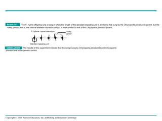 The F 1  hybrid offspring sing a song in which the length of the standard repeating unit is similar to that sung by the  Chrysoperla plorabunda  parent, but the volley period, that is, the interval between vibration volleys, is more similar to that of the  Chrysoperla johnsoni  parent. RESULTS The results of this experiment indicate that the songs sung by  Chrysoperla plorabunda  and  Chrysoperla johnsoni  are under genetic control. CONCLUSION Standard repeating unit Volley period F 1  hybrids, typical phenotype 