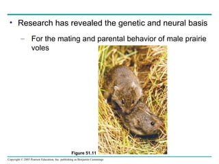 Research has revealed the genetic and neural basis For the mating and parental behavior of male prairie voles Figure 51.11 