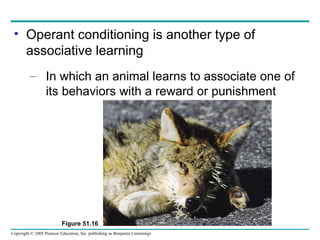 Operant conditioning is another type of associative learning In which an animal learns to associate one of its behaviors with a reward or punishment Figure 51.16 