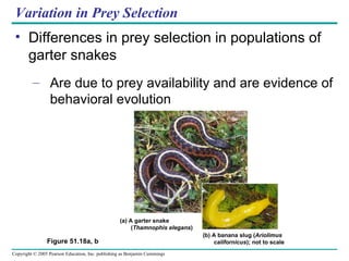 Variation in Prey Selection Differences in prey selection in populations of garter snakes Are due to prey availability and are evidence of behavioral evolution Figure 51.18a, b (a) A garter snake ( Thamnophis elegans ) (b) A banana slug ( Ariolimus   californicus ); not to scale 