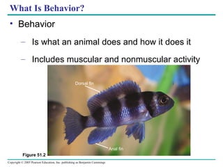 What Is Behavior? Behavior Is what an animal does and how it does it Includes muscular and nonmuscular activity Figure 51.2 Dorsal fin Anal fin 
