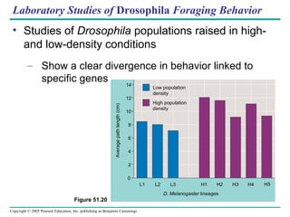 Laboratory Studies of  Drosophila  Foraging Behavior Studies of  Drosophila  populations raised in high- and low-density conditions Show a clear divergence in behavior linked to specific genes Figure 51.20 14 12 10 8 6 2 0 Average path length (cm) 4 L1 L2 L3 H1 H2 H3 H4 H5 D. Melanogaster  lineages Low population density High population density 