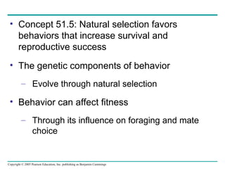 Concept 51.5: Natural selection favors behaviors that increase survival and reproductive success The genetic components of behavior Evolve through natural selection Behavior can affect fitness Through its influence on foraging and mate choice 