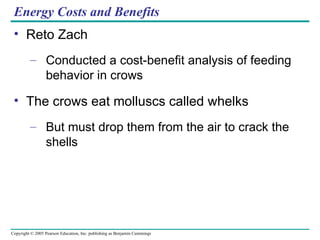 Energy Costs and Benefits Reto Zach Conducted a cost-benefit analysis of feeding behavior in crows The crows eat molluscs called whelks But must drop them from the air to crack the shells 