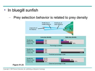 In bluegill sunfish Prey selection behavior is related to prey density Figure 51.23 Low prey density High prey density 33% 33% 33% 32.5% 32.5% 35% 2% 40% 57% 100% 50% 35% 14% 33% 33% 33% Small prey Medium prey Large prey Small prey Medium prey Large prey Small prey Medium prey Large prey Percentage available Predicted percentage in diet Observed percentage in diet Large prey at far distance Small prey at middle distance Small prey at close distance 