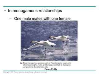 In monogamous relationships One male mates with one female Figure 51.25a (a)  Since monogamous species, such as these trumpeter swans, are often monomorphic, males and females are difficult to distinguish using external characteristics only. 