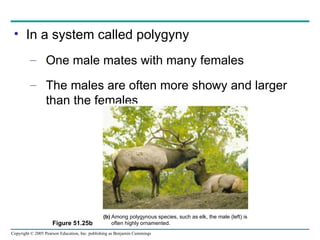 In a system called polygyny One male mates with many females The males are often more showy and larger than the females Figure 51.25b Among polygynous species, such as elk, the male (left) is  often highly ornamented. (b) 