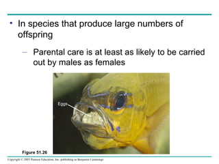 In species that produce large numbers of offspring Parental care is at least as likely to be carried out by males as females Figure 51.26 Eggs 