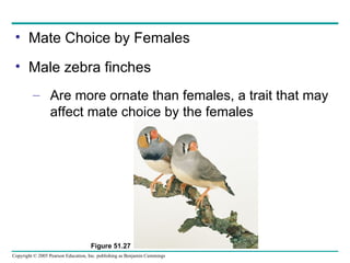 Mate Choice by Females Male zebra finches Are more ornate than females, a trait that may affect mate choice by the females Figure 51.27 