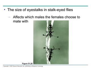 The size of eyestalks in stalk-eyed flies Affects which males the females choose to mate with Figure 51.29 