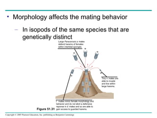 Morphology affects the mating behavior In isopods of the same species that are genetically distinct Figure 51.31 Large  Paracerceis   males defend harems of females within intertidal sponges.      Tiny  males are able to invade and live within large harems.   males mimic female morphology and behavior and do not elicit a defensive reponse in  males and so are able to gain access to guarded harems. 