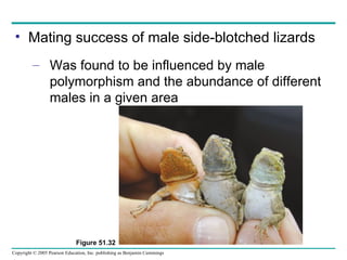 Mating success of male side-blotched lizards Was found to be influenced by male polymorphism and the abundance of different males in a given area Figure 51.32 