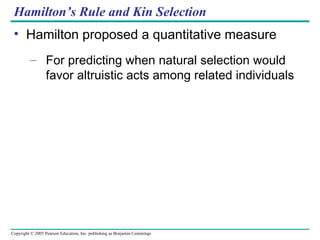 Hamilton’s Rule and Kin Selection Hamilton proposed a quantitative measure For predicting when natural selection would favor altruistic acts among related individuals 
