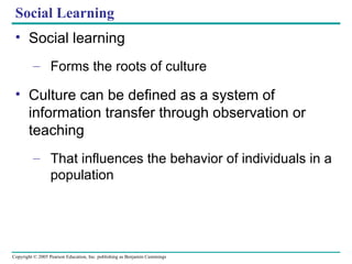Social Learning Social learning Forms the roots of culture Culture can be defined as a system of information transfer through observation or teaching That influences the behavior of individuals in a population 