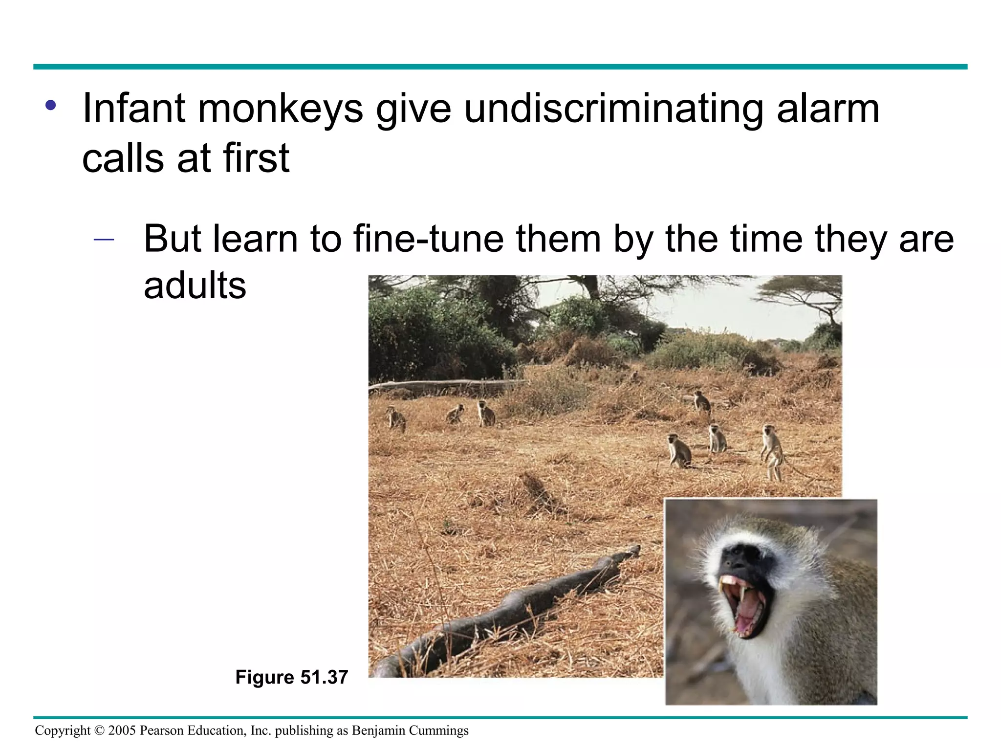 Copyright © 2005 Pearson Education, Inc. publishing as Benjamin Cummings
• Infant monkeys give undiscriminating alarm
calls at first
– But learn to fine-tune them by the time they are
adults
Figure 51.37
 