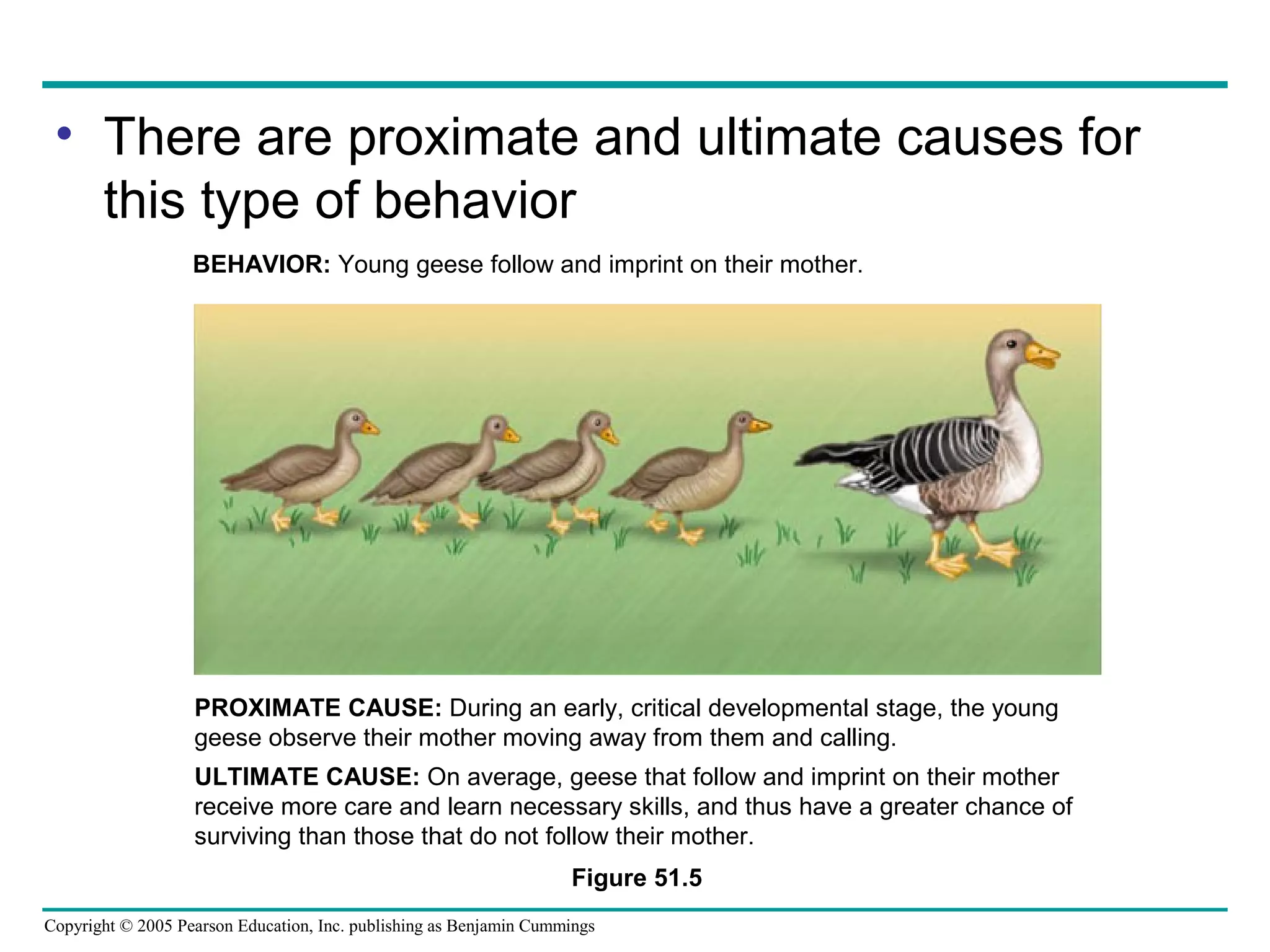 Copyright © 2005 Pearson Education, Inc. publishing as Benjamin Cummings
• There are proximate and ultimate causes for
this type of behavior
Figure 51.5
BEHAVIOR: Young geese follow and imprint on their mother.
PROXIMATE CAUSE: During an early, critical developmental stage, the young
geese observe their mother moving away from them and calling.
ULTIMATE CAUSE: On average, geese that follow and imprint on their mother
receive more care and learn necessary skills, and thus have a greater chance of
surviving than those that do not follow their mother.
 