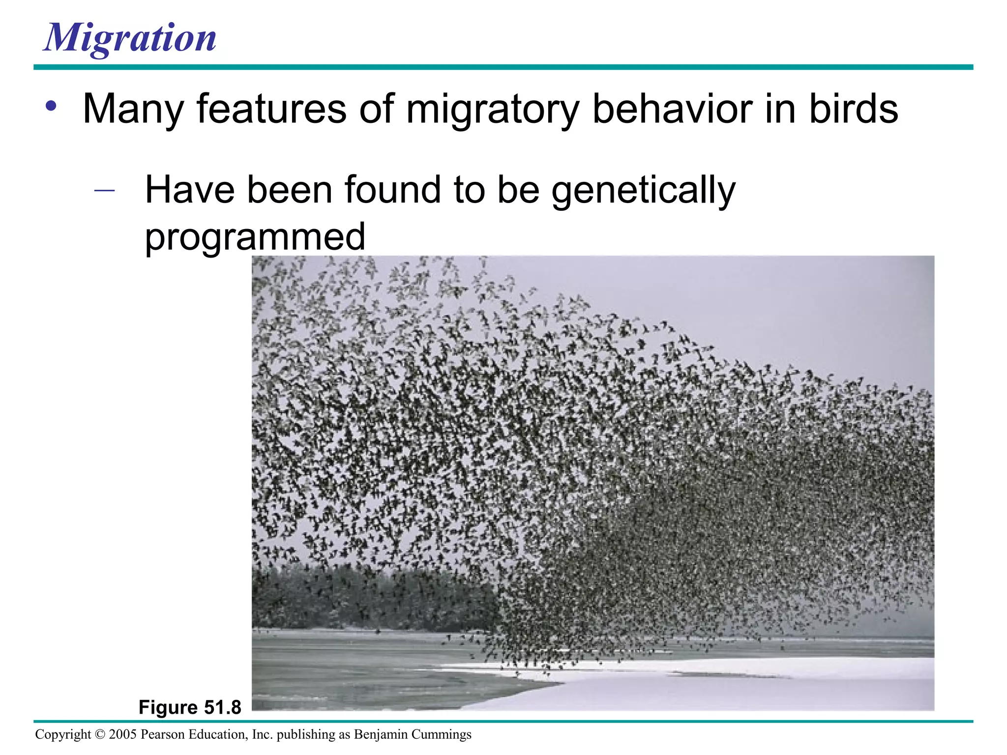 Copyright © 2005 Pearson Education, Inc. publishing as Benjamin Cummings
Migration
• Many features of migratory behavior in birds
– Have been found to be genetically
programmed
Figure 51.8
 