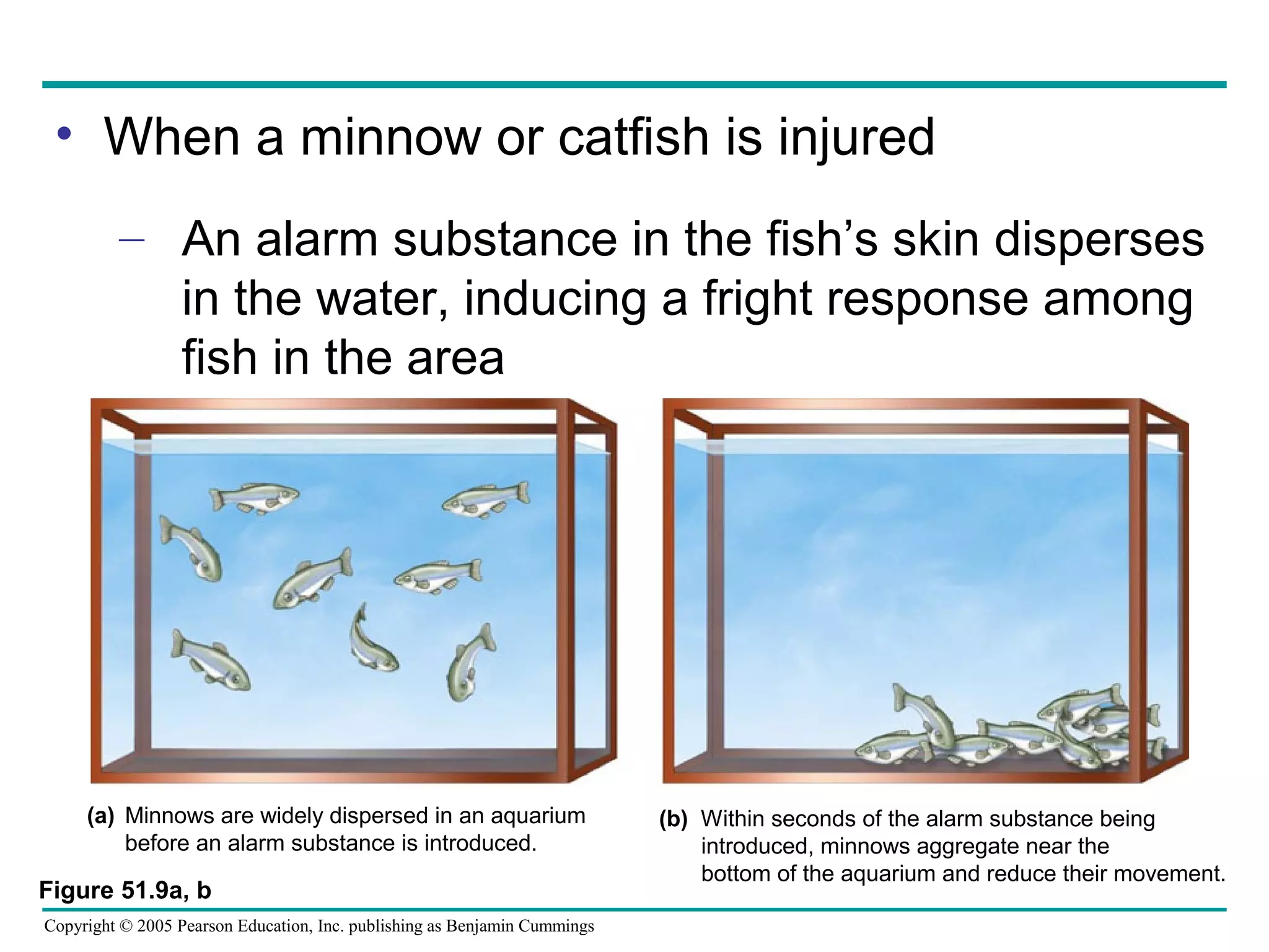 Copyright © 2005 Pearson Education, Inc. publishing as Benjamin Cummings
• When a minnow or catfish is injured
– An alarm substance in the fish’s skin disperses
in the water, inducing a fright response among
fish in the area
Figure 51.9a, b
(a) Minnows are widely dispersed in an aquarium
before an alarm substance is introduced.
(b) Within seconds of the alarm substance being
introduced, minnows aggregate near the
bottom of the aquarium and reduce their movement.
 