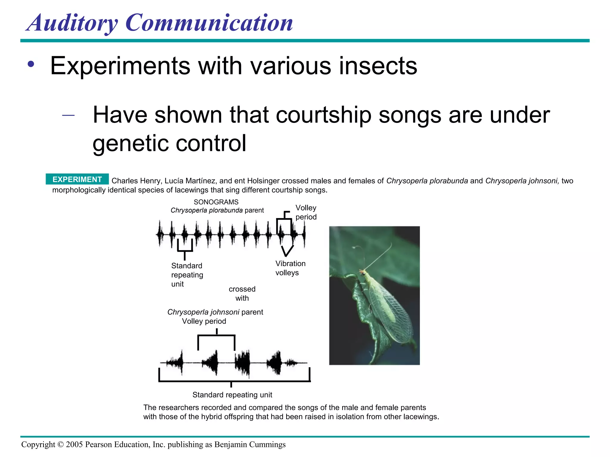 Copyright © 2005 Pearson Education, Inc. publishing as Benjamin Cummings
Auditory Communication
• Experiments with various insects
– Have shown that courtship songs are under
genetic control
Charles Henry, Lucía Martínez, and ent Holsinger crossed males and females of Chrysoperla plorabunda and Chrysoperla johnsoni, two
morphologically identical species of lacewings that sing different courtship songs.
EXPERIMENT
SONOGRAMS
Chrysoperla plorabunda parent
Vibration
volleys
Standard
repeating
unit
Chrysoperla johnsoni parent
Volley period
crossed
with
Standard repeating unit
The researchers recorded and compared the songs of the male and female parents
with those of the hybrid offspring that had been raised in isolation from other lacewings.
Volley
period
 