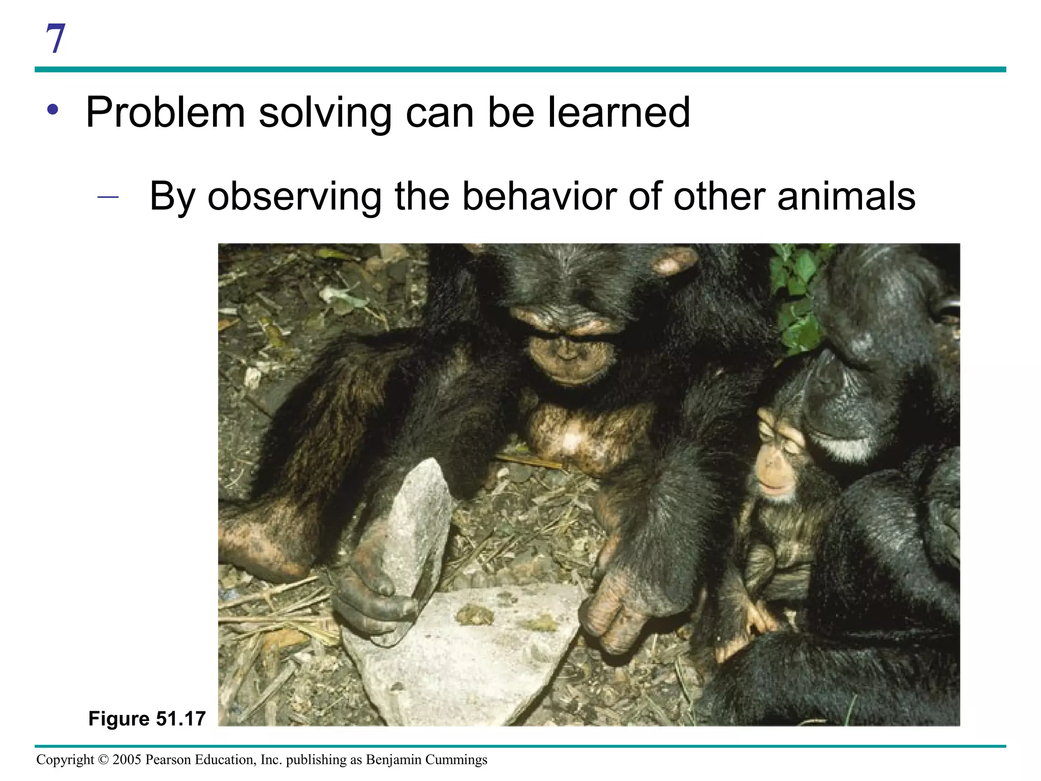 Copyright © 2005 Pearson Education, Inc. publishing as Benjamin Cummings
7
• Problem solving can be learned
– By observing the behavior of other animals
Figure 51.17
 