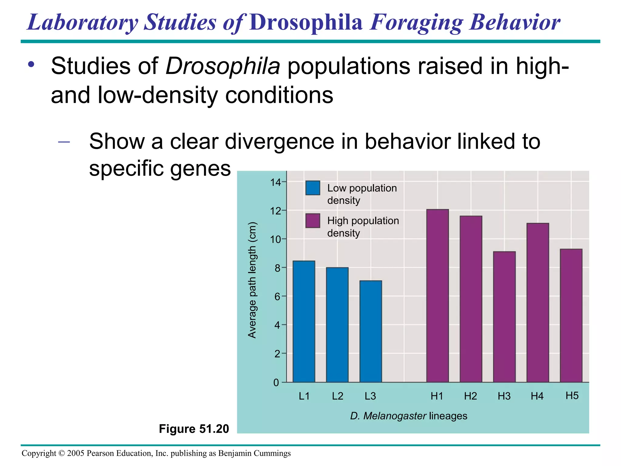 Copyright © 2005 Pearson Education, Inc. publishing as Benjamin Cummings
Laboratory Studies of Drosophila Foraging Behavior
• Studies of Drosophila populations raised in high-
and low-density conditions
– Show a clear divergence in behavior linked to
specific genes
Figure 51.20
14
12
10
8
6
2
0
Averagepathlength(cm)
4
L1 L2 L3 H1 H2 H3 H4 H5
D. Melanogaster lineages
Low population
density
High population
density
 