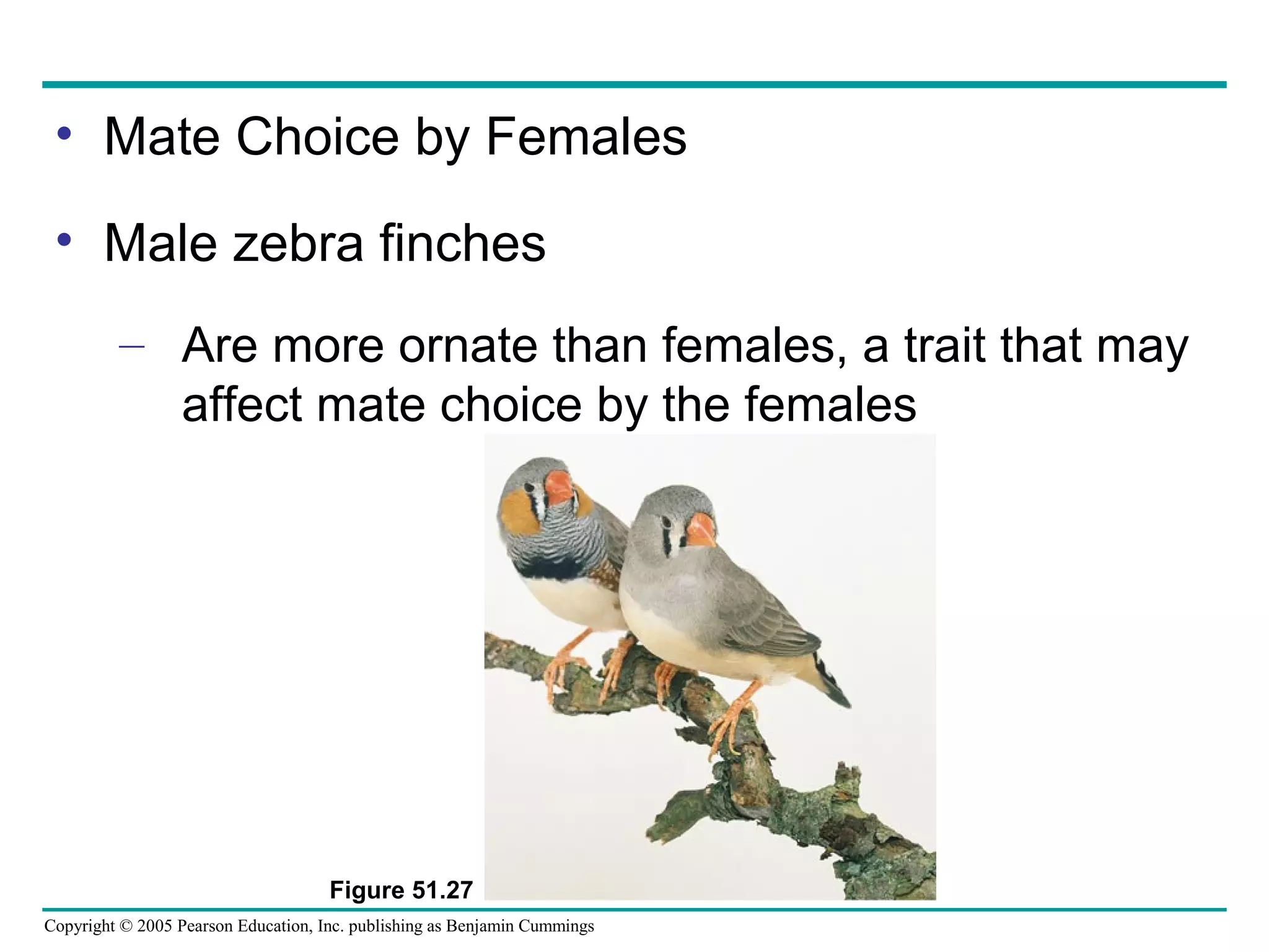 Copyright © 2005 Pearson Education, Inc. publishing as Benjamin Cummings
• Mate Choice by Females
• Male zebra finches
– Are more ornate than females, a trait that may
affect mate choice by the females
Figure 51.27
 
