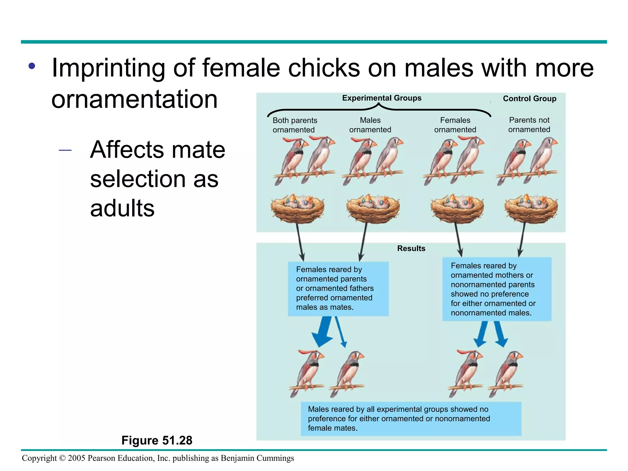 Copyright © 2005 Pearson Education, Inc. publishing as Benjamin Cummings
• Imprinting of female chicks on males with more
ornamentation
– Affects mate
selection as
adults
Figure 51.28
Experimental Groups Control Group
Parents not
ornamented
Both parents
ornamented
Males
ornamented
Females
ornamented
Results
Females reared by
ornamented parents
or ornamented fathers
preferred ornamented
males as mates.
Females reared by
ornamented mothers or
nonornamented parents
showed no preference
for either ornamented or
nonornamented males.
Males reared by all experimental groups showed no
preference for either ornamented or nonornamented
female mates.
 