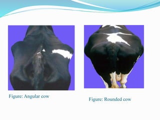 Rectangular Cow Phenotypic Selection of Dairy Cattle | PPTX