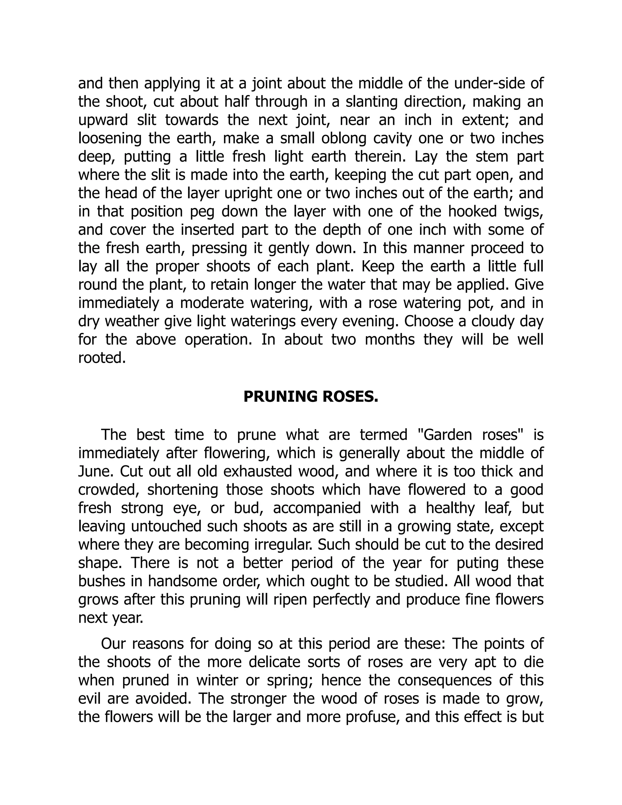 and then applying it at a joint about the middle of the under-side of
the shoot, cut about half through in a slanting direction, making an
upward slit towards the next joint, near an inch in extent; and
loosening the earth, make a small oblong cavity one or two inches
deep, putting a little fresh light earth therein. Lay the stem part
where the slit is made into the earth, keeping the cut part open, and
the head of the layer upright one or two inches out of the earth; and
in that position peg down the layer with one of the hooked twigs,
and cover the inserted part to the depth of one inch with some of
the fresh earth, pressing it gently down. In this manner proceed to
lay all the proper shoots of each plant. Keep the earth a little full
round the plant, to retain longer the water that may be applied. Give
immediately a moderate watering, with a rose watering pot, and in
dry weather give light waterings every evening. Choose a cloudy day
for the above operation. In about two months they will be well
rooted.
PRUNING ROSES.
The best time to prune what are termed "Garden roses" is
immediately after flowering, which is generally about the middle of
June. Cut out all old exhausted wood, and where it is too thick and
crowded, shortening those shoots which have flowered to a good
fresh strong eye, or bud, accompanied with a healthy leaf, but
leaving untouched such shoots as are still in a growing state, except
where they are becoming irregular. Such should be cut to the desired
shape. There is not a better period of the year for puting these
bushes in handsome order, which ought to be studied. All wood that
grows after this pruning will ripen perfectly and produce fine flowers
next year.
Our reasons for doing so at this period are these: The points of
the shoots of the more delicate sorts of roses are very apt to die
when pruned in winter or spring; hence the consequences of this
evil are avoided. The stronger the wood of roses is made to grow,
the flowers will be the larger and more profuse, and this effect is but
 