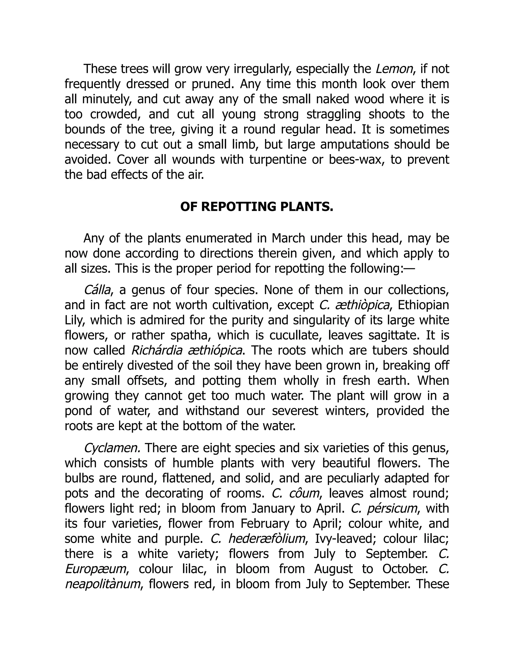These trees will grow very irregularly, especially the Lemon, if not
frequently dressed or pruned. Any time this month look over them
all minutely, and cut away any of the small naked wood where it is
too crowded, and cut all young strong straggling shoots to the
bounds of the tree, giving it a round regular head. It is sometimes
necessary to cut out a small limb, but large amputations should be
avoided. Cover all wounds with turpentine or bees-wax, to prevent
the bad effects of the air.
OF REPOTTING PLANTS.
Any of the plants enumerated in March under this head, may be
now done according to directions therein given, and which apply to
all sizes. This is the proper period for repotting the following:—
Cálla, a genus of four species. None of them in our collections,
and in fact are not worth cultivation, except C. æthiòpica, Ethiopian
Lily, which is admired for the purity and singularity of its large white
flowers, or rather spatha, which is cucullate, leaves sagittate. It is
now called Richárdia æthiópica. The roots which are tubers should
be entirely divested of the soil they have been grown in, breaking off
any small offsets, and potting them wholly in fresh earth. When
growing they cannot get too much water. The plant will grow in a
pond of water, and withstand our severest winters, provided the
roots are kept at the bottom of the water.
Cyclamen. There are eight species and six varieties of this genus,
which consists of humble plants with very beautiful flowers. The
bulbs are round, flattened, and solid, and are peculiarly adapted for
pots and the decorating of rooms. C. côum, leaves almost round;
flowers light red; in bloom from January to April. C. pérsicum, with
its four varieties, flower from February to April; colour white, and
some white and purple. C. hederæfòlium, Ivy-leaved; colour lilac;
there is a white variety; flowers from July to September. C.
Europæum, colour lilac, in bloom from August to October. C.
neapolitànum, flowers red, in bloom from July to September. These
 