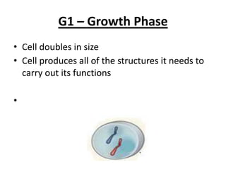 G1 – Growth Phase
• Cell doubles in size
• Cell produces all of the structures it needs to
carry out its functions
•
 