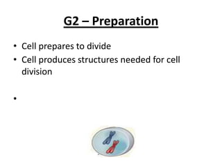 G2 – Preparation
• Cell prepares to divide
• Cell produces structures needed for cell
division
•
 
