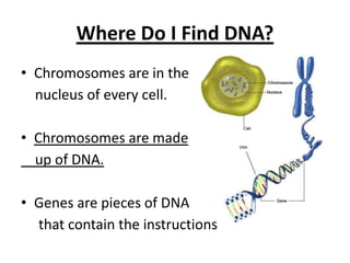 Where Do I Find DNA?
• Chromosomes are in the
nucleus of every cell.
• Chromosomes are made
up of DNA.
• Genes are pieces of DNA
that contain the instructions
 