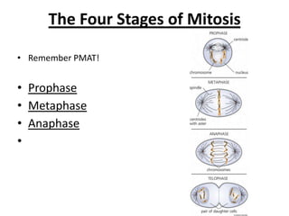 The Four Stages of Mitosis
• Remember PMAT!
• Prophase
• Metaphase
• Anaphase
•
 