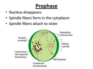 Prophase
• Nucleus disappears
• Spindle fibers form in the cytoplasm
• Spindle fibers attach to sister
 