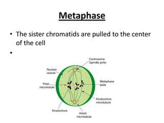Metaphase
• The sister chromatids are pulled to the center
of the cell
•
 