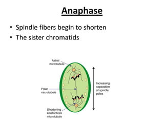 Anaphase
• Spindle fibers begin to shorten
• The sister chromatids
 
