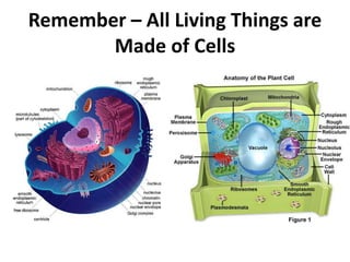 Remember – All Living Things are
Made of Cells
 