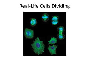 Real-Life Cells Dividing!
 