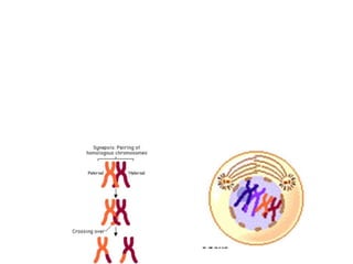 Prophase I
• Individual chromosomes first become visible
– homologous chromosomes become closely
associated in synapsis
– crossing over occurs
• Crossing over is a complex series of events in
which DNA segments are exchanged between
nonsister or sister chromatids.
 