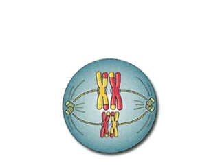 Metaphase I
• The homologous chromosomes line up in the
center of the cell and are still held together
 