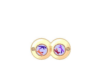 Telophase I
• The nuclear membrane reforms around each
daughter nucleus
• Each new cell now contains two sister
chromatids that are NOT identical due to
crossing over
 