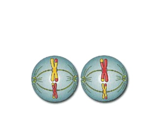 Metaphase II
• The chromosomes line up in the middle of the
cell.
 